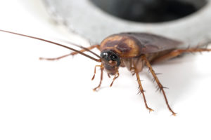 Brown cockroach in a sink close-up