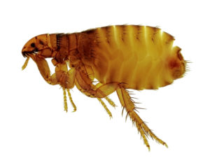 A Flea | Pest Control Indiana