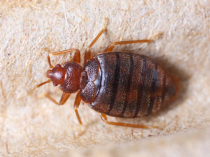 Live Adult Bed Bug (Cimex hemipterus)