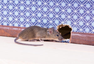 Mouse Entering a Hole in the Wall | Rodent Exterminator