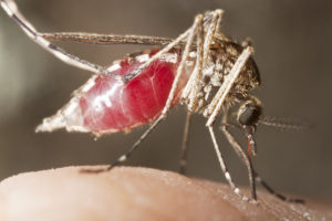 A Mosquito Sucking Blood | Pest Control Indiana