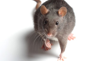 Front View of a Rat | Rat and Mice Pest Control