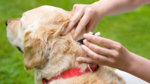 Removing Ticks From a Dog | Pest Control Company