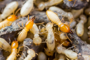 White Ants on Wood | Termite Control