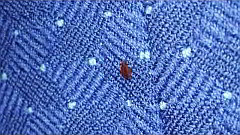 Bed bugs on plane