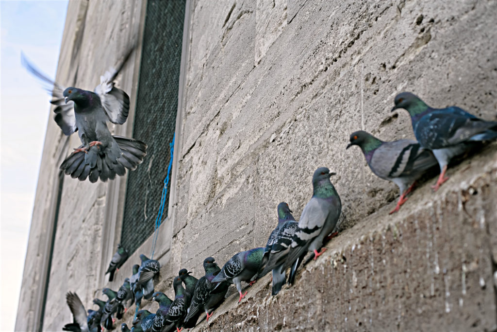 Pigeons Perched on a Wall | Bird Pest Control
