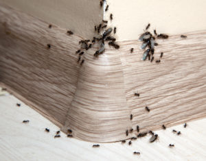 Group of Carpenter Ants | Residential Ant Control