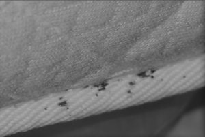 Bed Bugs on the Mattress | Bed Bug Exterminator in Indiana