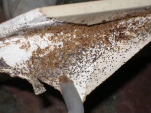 Bed Bug Infestation in Drywall | Bed Bug Extermination Services in Indiana