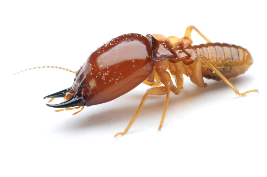 Close-Up of a Termite | Pest Problem | Arrow Services, Inc.