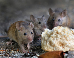 Mice and Bread Crumbs | A Mouse-Infested House | Arrow Services, Inc.
