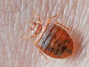 Bed Bug Appearance | Bed Bug Infestation