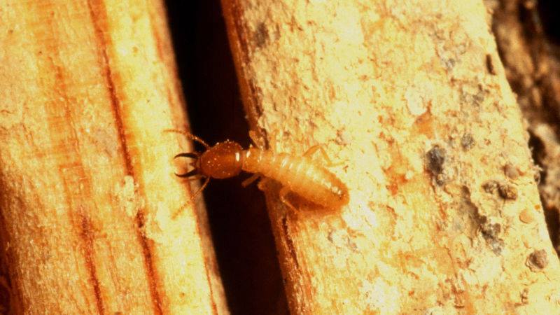 Signs of Termite Infestation