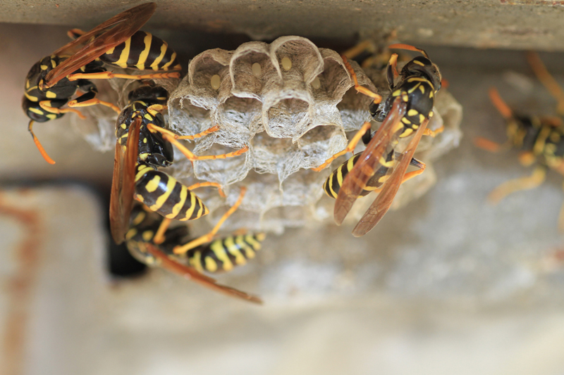 wasp on comb