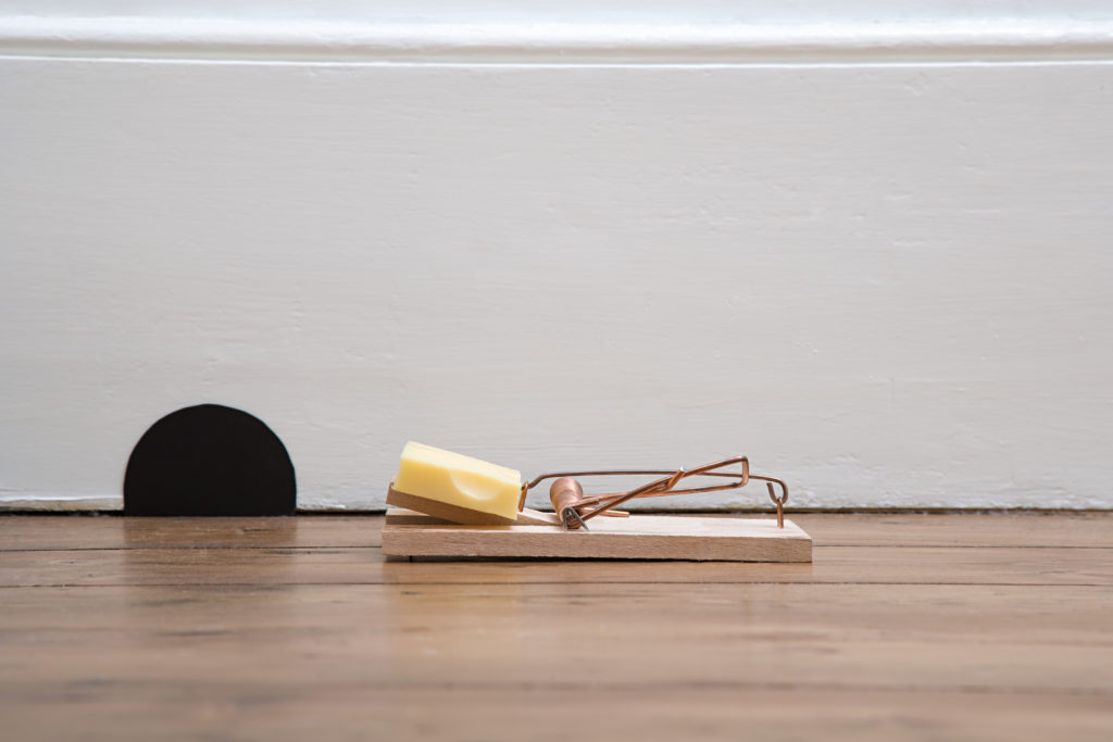 Cheese on Mousetrap | Pest Control Myths