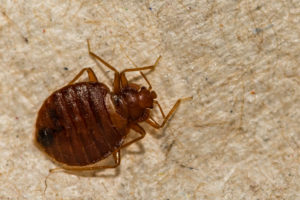 Bed Bug | Bed Bug Control Indiana