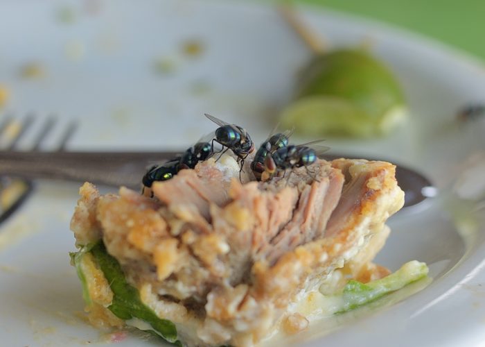 Flies on Food | Pest Threats to Food Safety