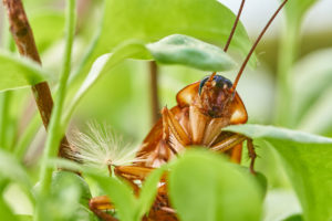 Cockroaches Hiding Behind Plant