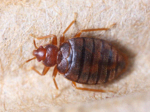 Adult Bug | Bed Bug’s Life Cycle