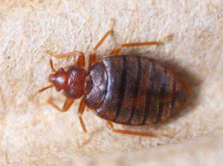 bed bug life cycle stages