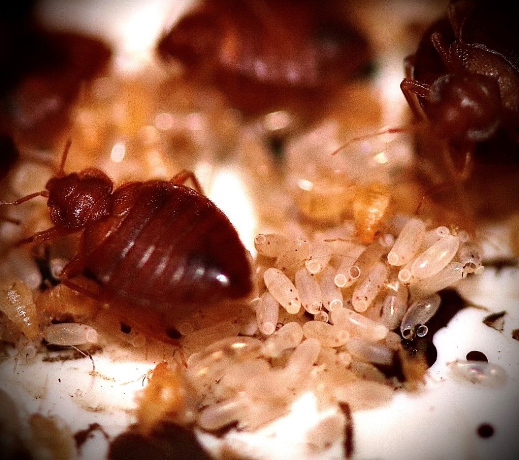 Termites and eggs | Things that attract bed bugs