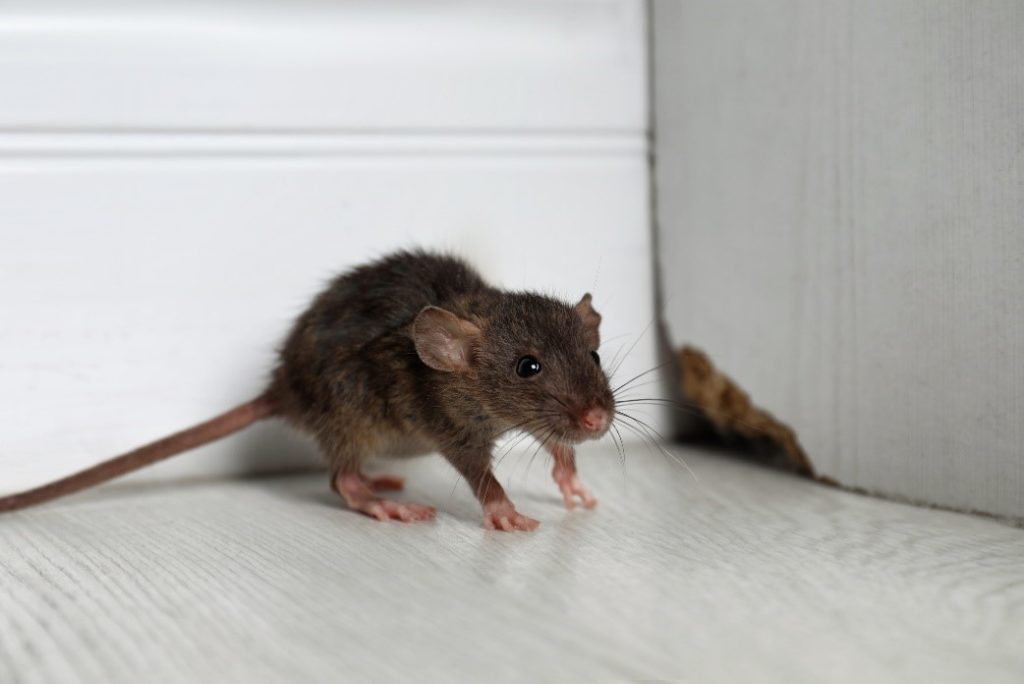 Black rat | Rodent infestation