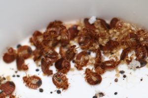 eliminate bed bugs