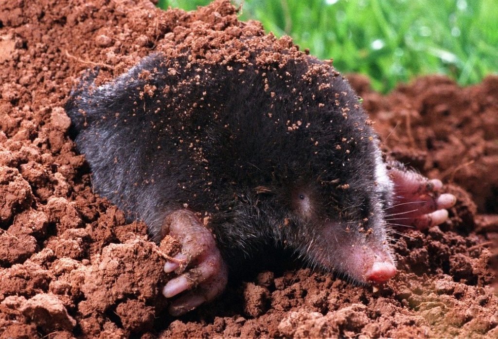 Moles