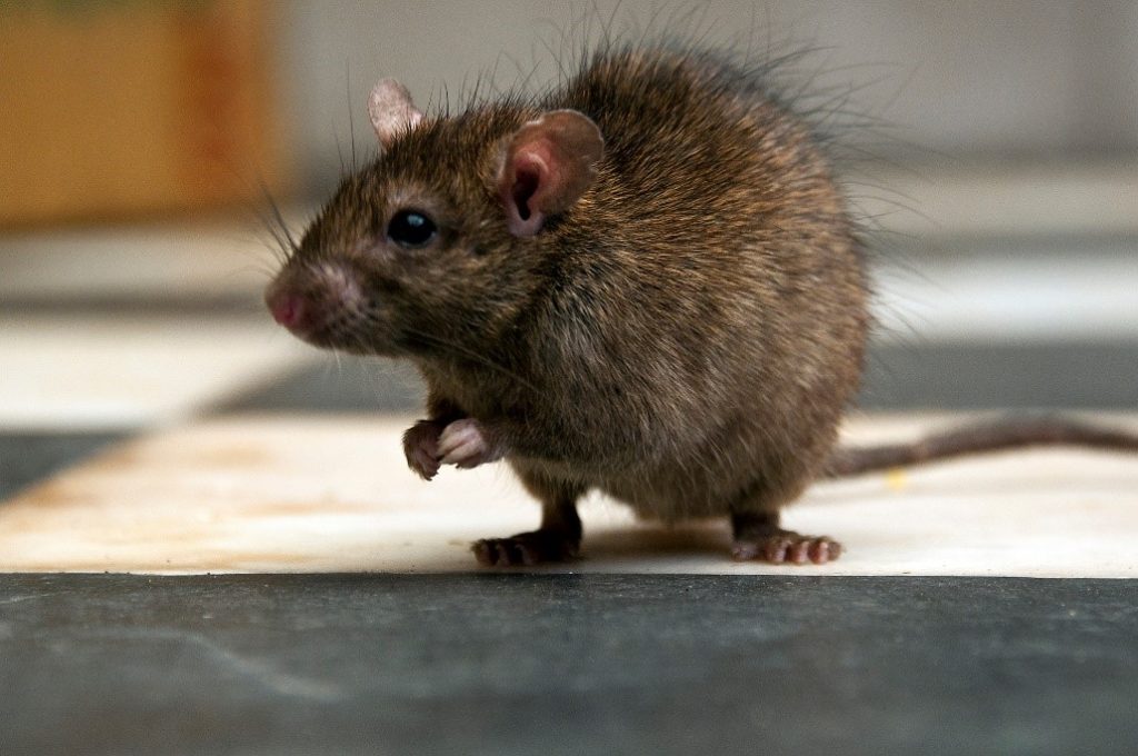 image of rat