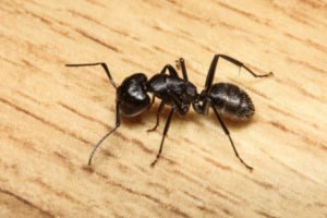 A Carpenter Ant | Commercial Ant Control