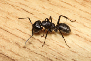 A Carpenter Ant at Home | Ant Pest Control