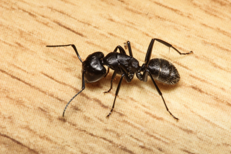 A Carpenter Ant | Commercial Ant Control