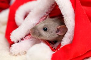 Mouse in a Christmas Hat | Winter Pests