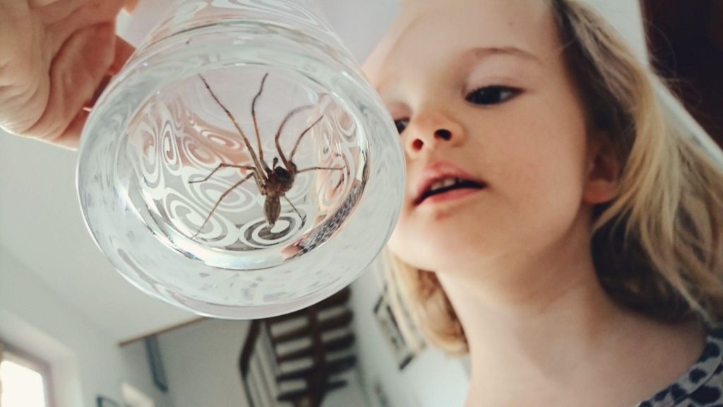 Alive Arachnid | Signs of Spider Infestation