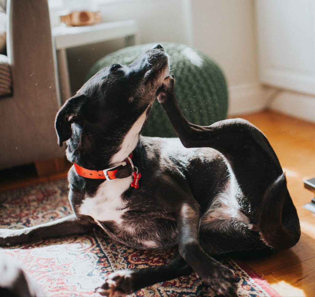 Black dog scratching its jaw