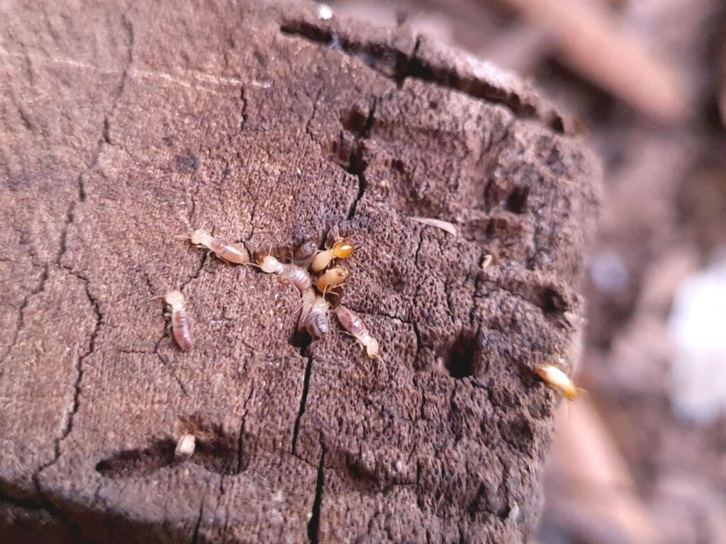 Wood | What Attracts Termites