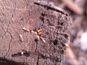 Termites