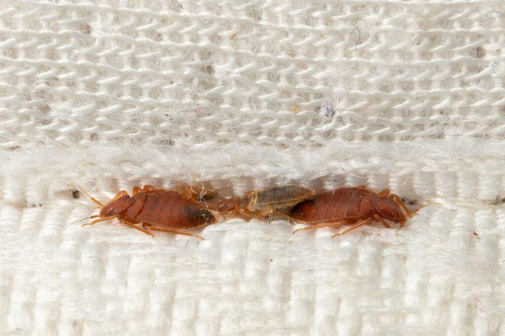 bed bugs