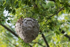 A Bald-Faced Hornet's Nest | Arrow Services, Inc.