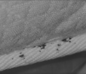 Mattress Dark Spots | Signs To Call a Bed Bug Exterminator in Indiana