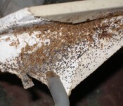 Bed Bug Infestation in Drywall | Bed Bug Extermination Services in Indiana