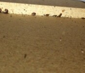 Bed Bugs on the Dresser